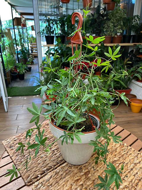 Plantas RV - Pasiflora tamaño M / Retiro en tienda