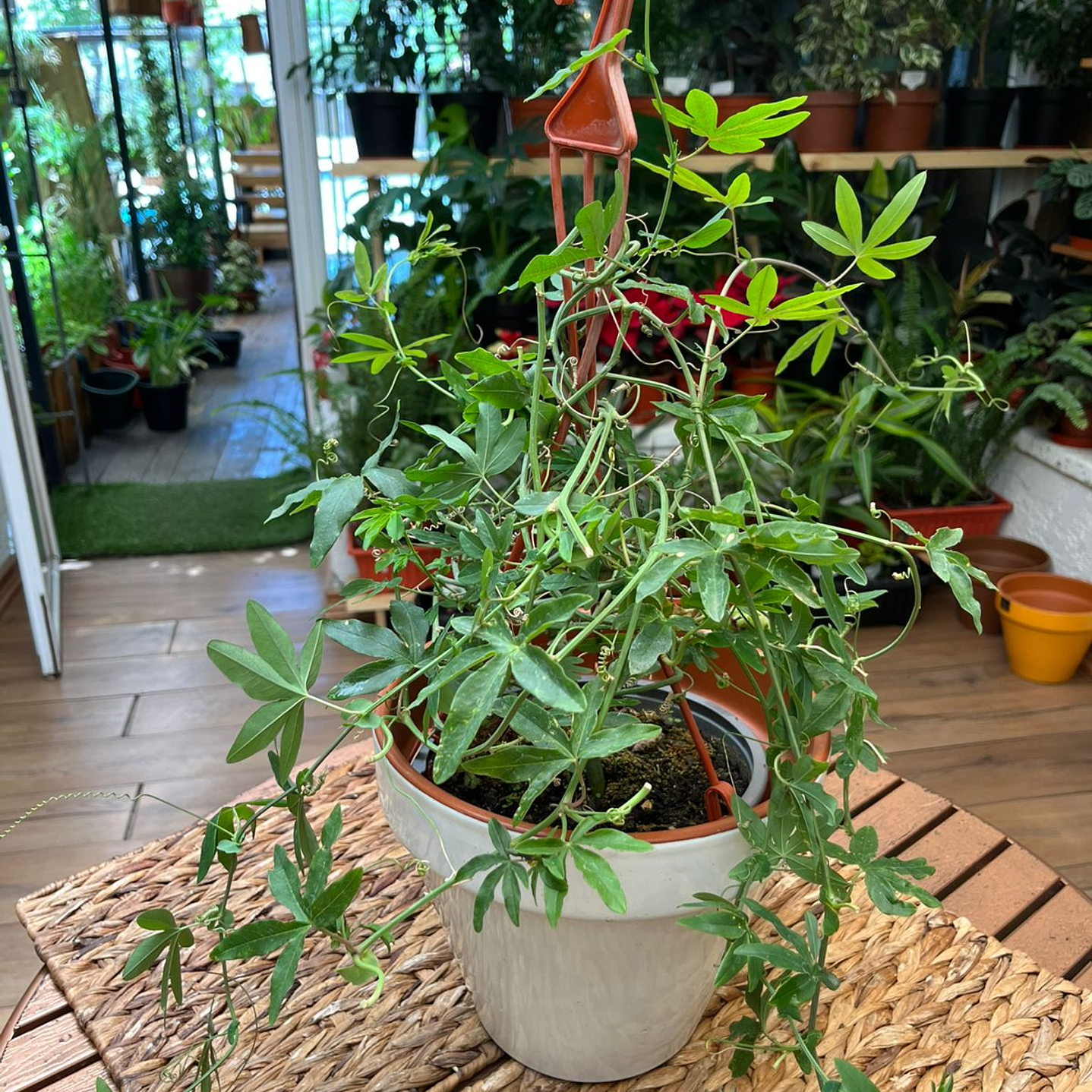 Plantas RV - Pasiflora tamaño M / Retiro en tienda 1