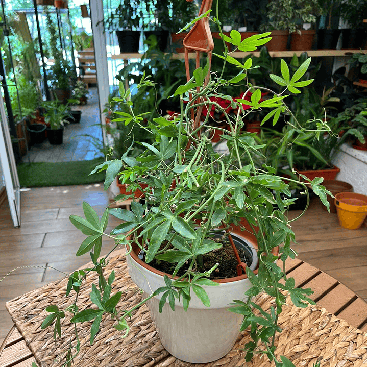 Plantas RV - Pasiflora tamaño M / Retiro en tienda 1