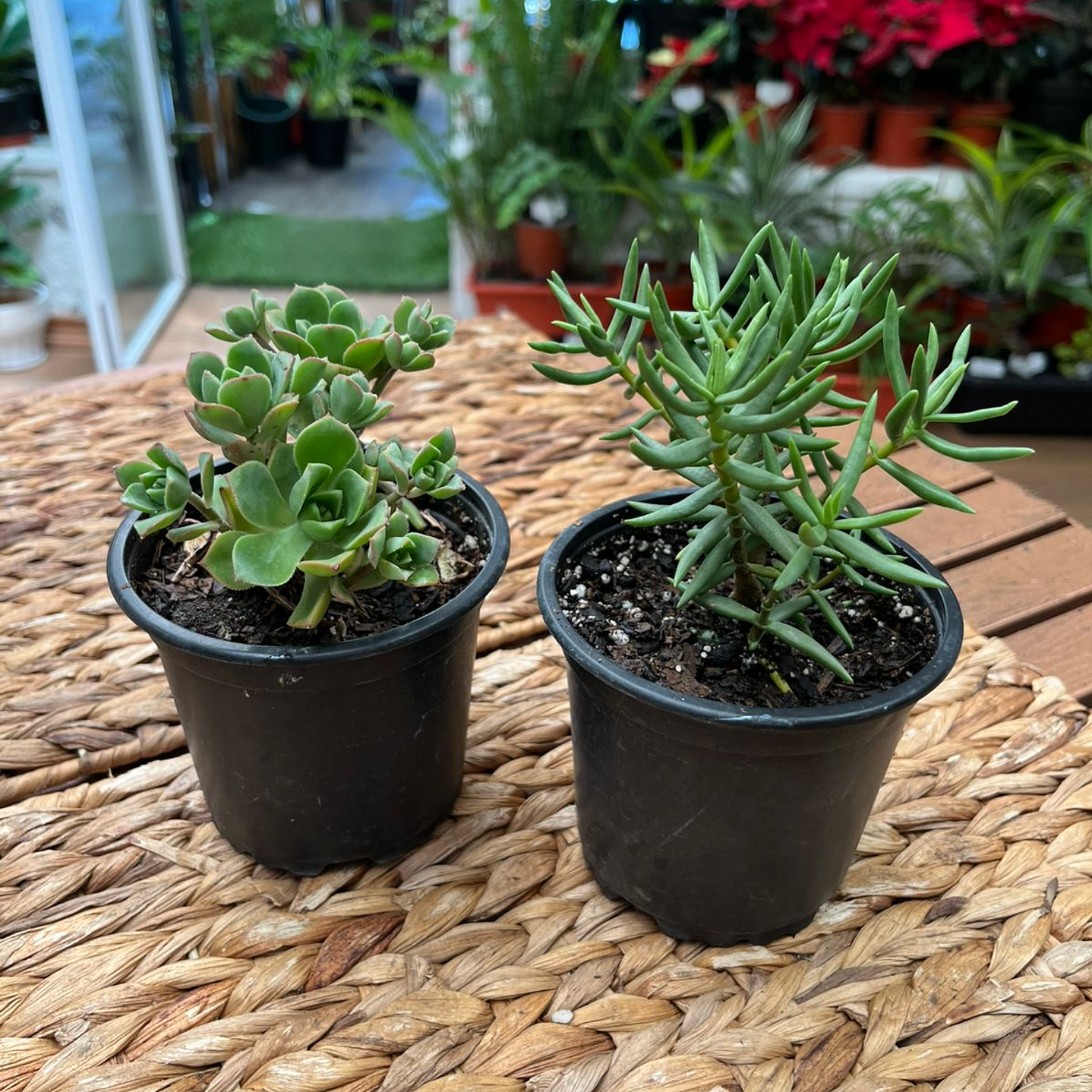 Plantas RV - Suculenta tamaño L / Retiro en tienda 1