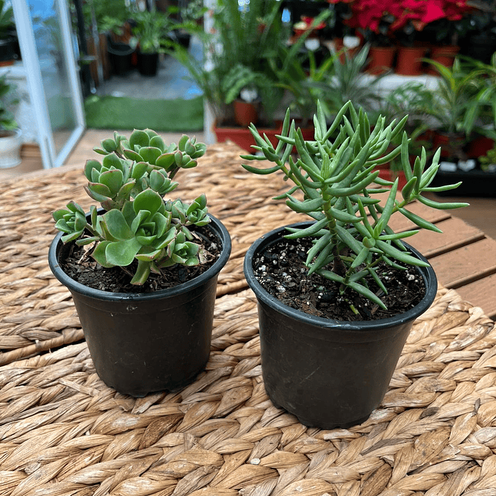 Plantas RV - Suculenta tamaño L / Retiro en tienda 1