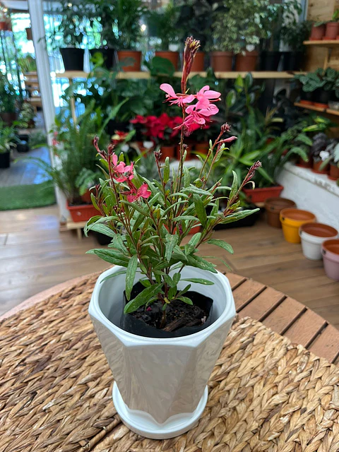 Plantas RV - Gaura tamaño S ( sin porta macetero)