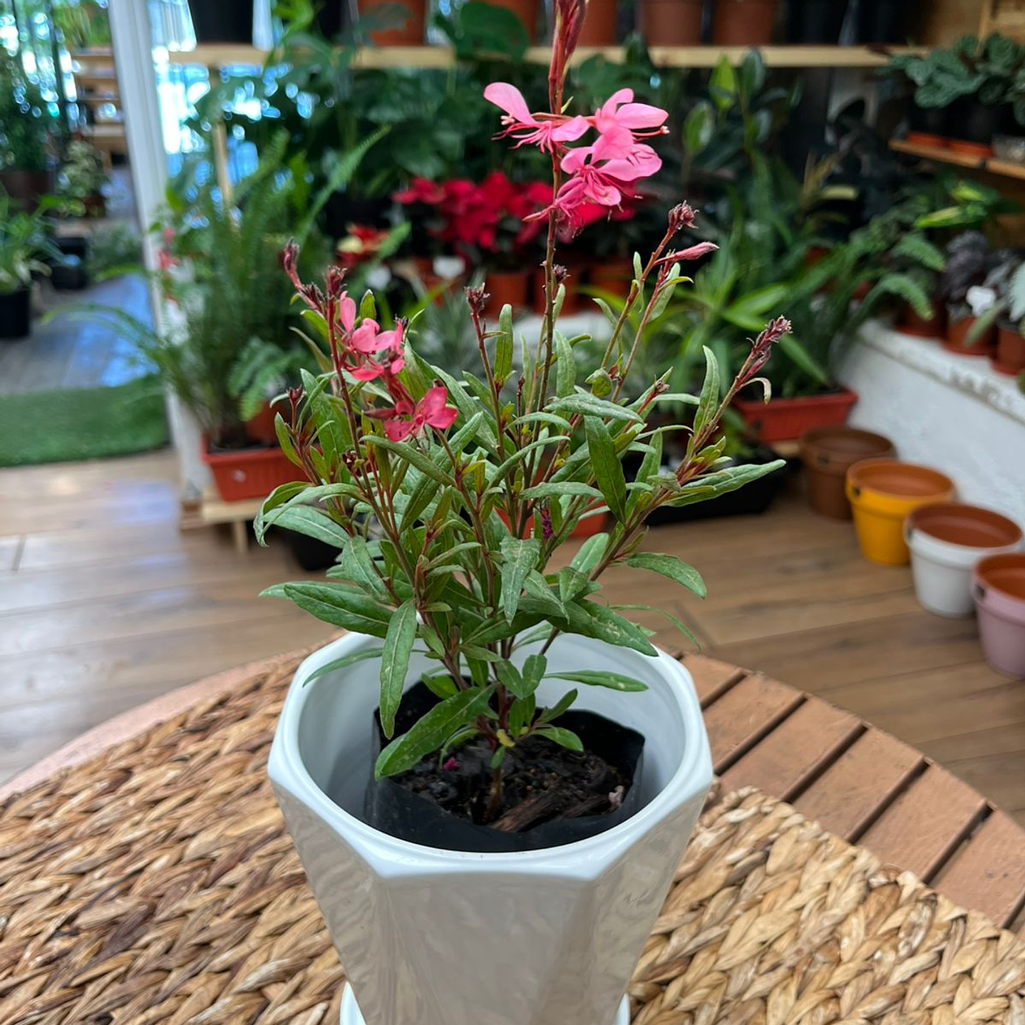 Plantas RV - Gaura tamaño S  1