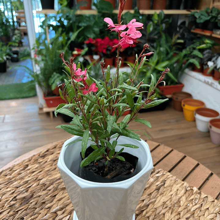 Plantas RV - Gaura tamaño S  1