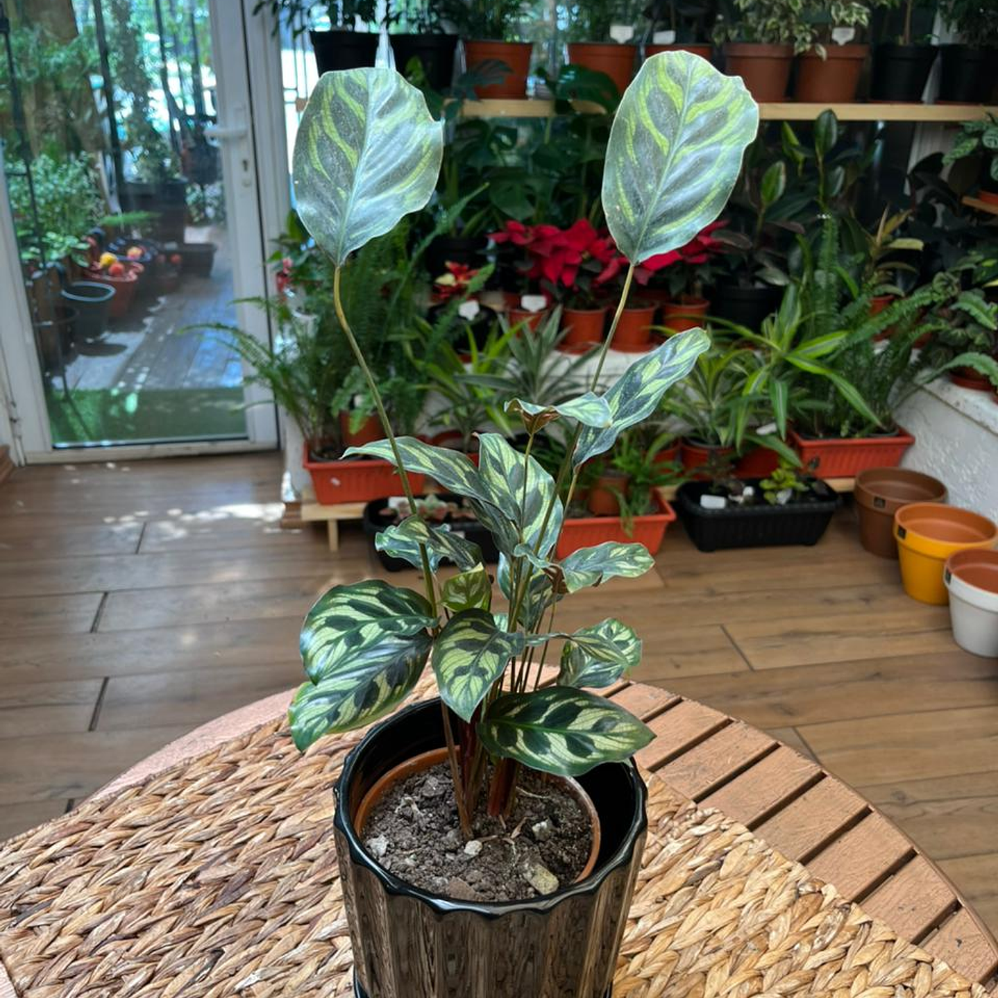 Plantas RV - Calathea makoyana mini tamaño M 1