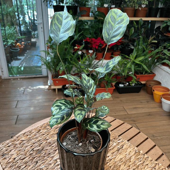 Plantas RV - Calathea makoyana mini tamaño M 1