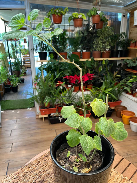 Plantas RV - Golden Berries tamaño M / Retiro en tienda