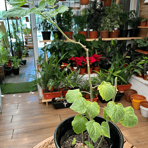 Plantas RV - Golden Berries tamaño M / Retiro en tienda