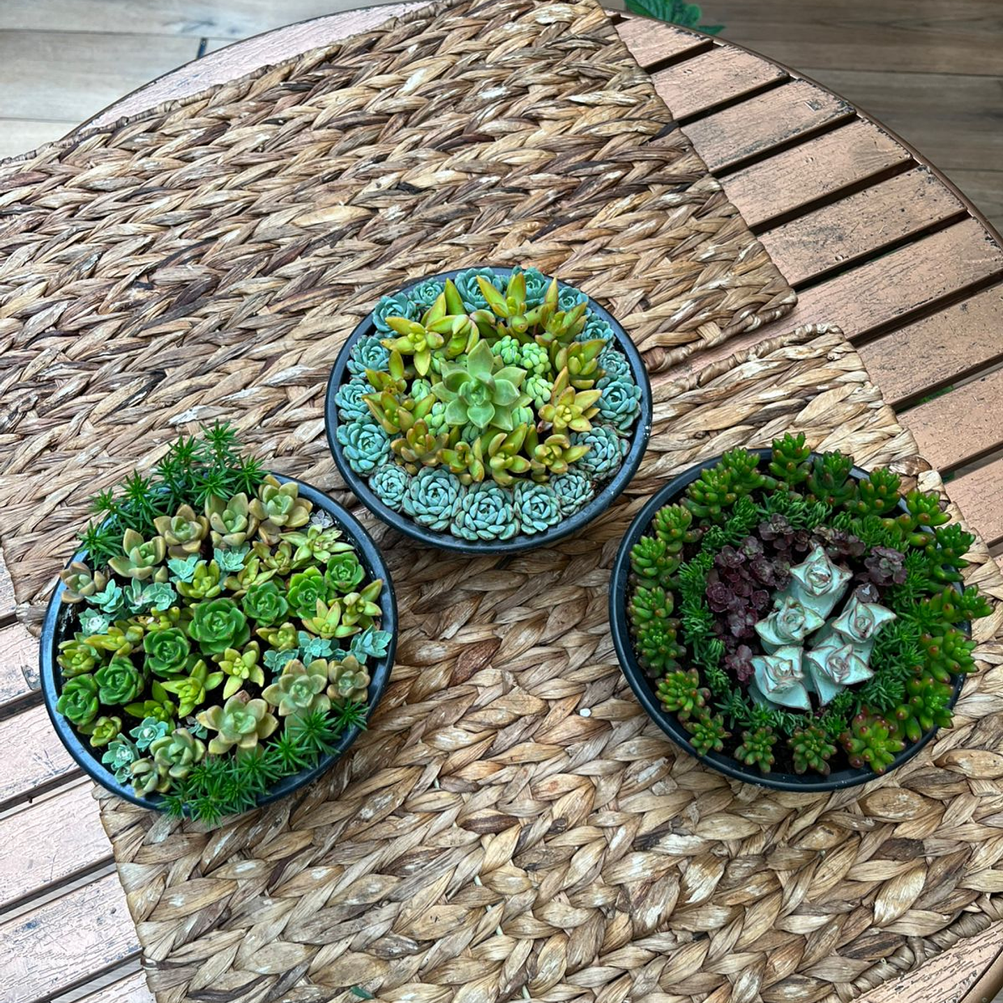 Plantas RV - Arreglo Suculenta tamaño M / Retiro en tienda 1