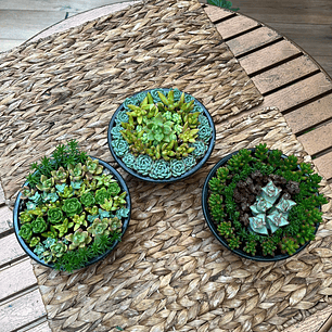 Plantas RV - Arreglo Suculenta tamaño M / Retiro en tienda