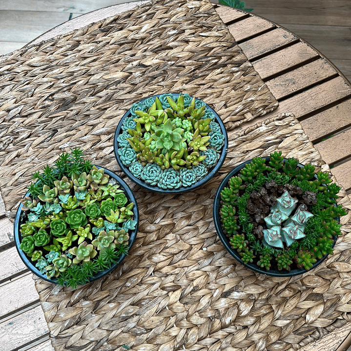 Plantas RV - Arreglo Suculenta tamaño M / Retiro en tienda 1
