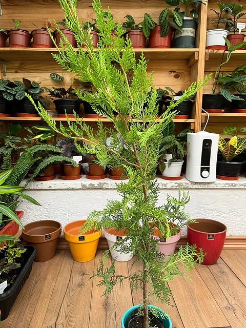 Plantas RV - Pino Thuja tamaño M 