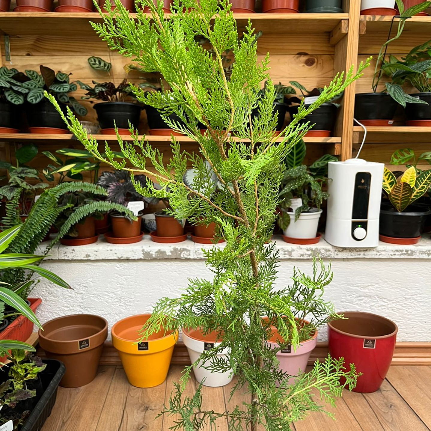 Plantas RV - Pino Thuja tamaño M  1