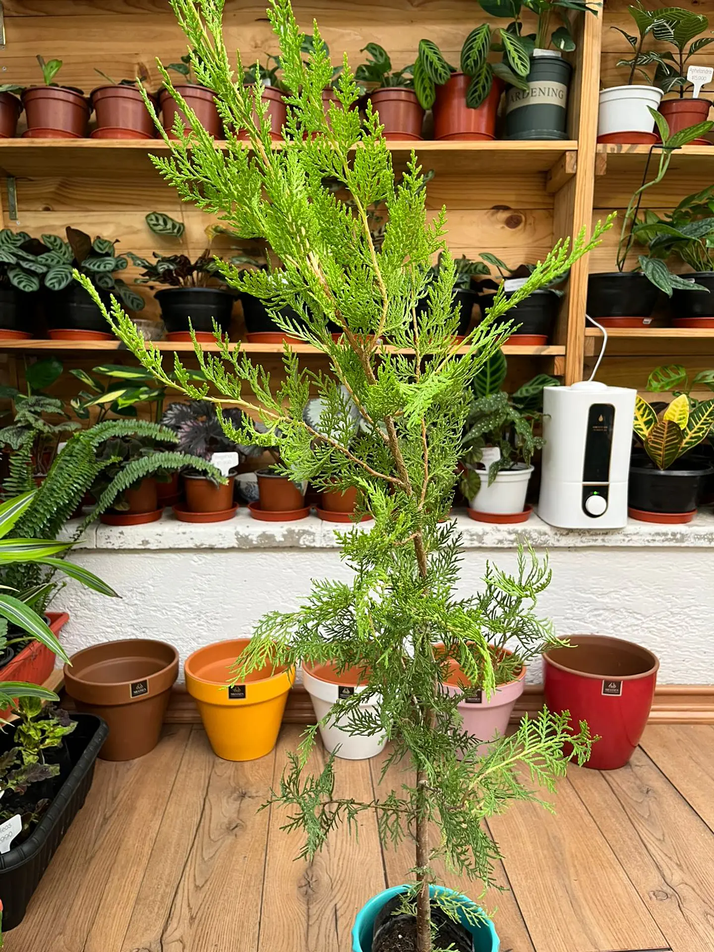 Plantas RV - Pino Thuja tamaño M  1