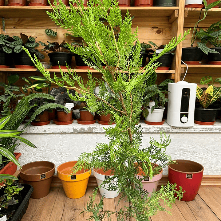 Plantas RV - Pino Thuja tamaño M  1