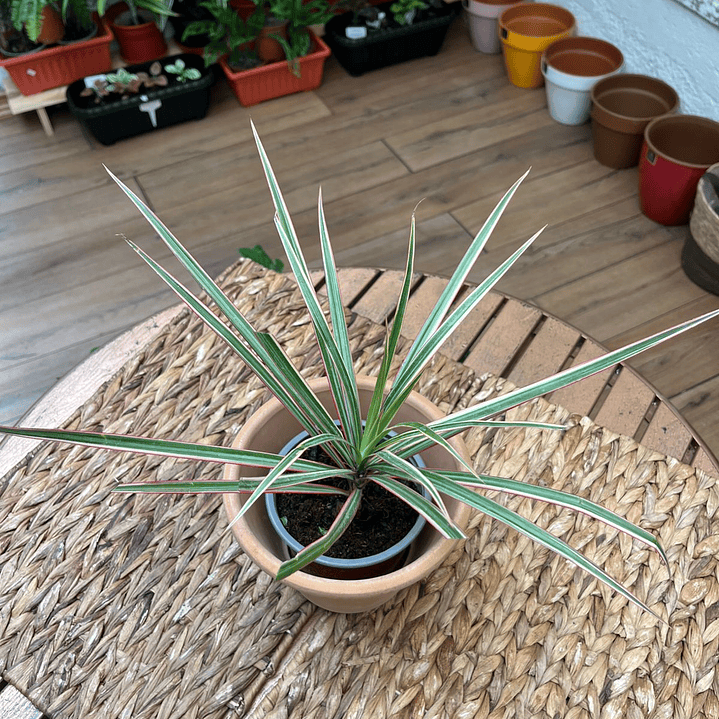 Plantas RV - Dracena Colorama tamaño S 1