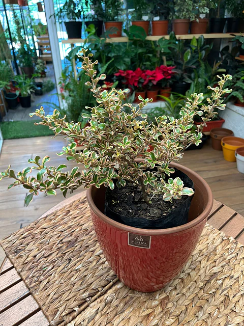 Plantas RV - Coprosma Tequila tamaño M 