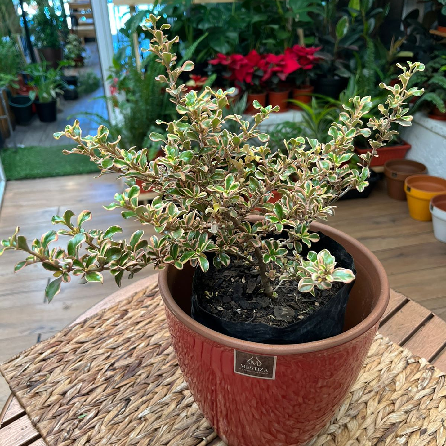 Plantas RV - Coprosma Tequila tamaño M  1