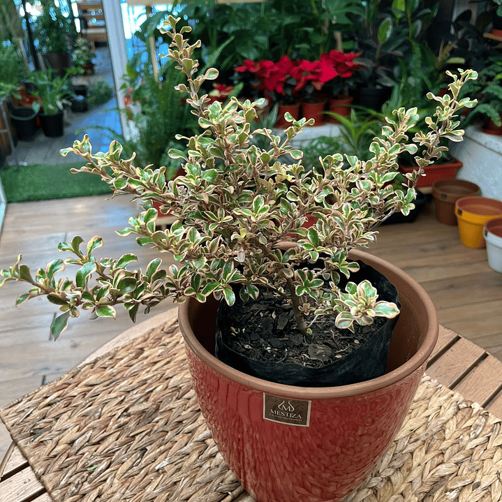 Plantas RV - Coprosma Tequila tamaño M  1