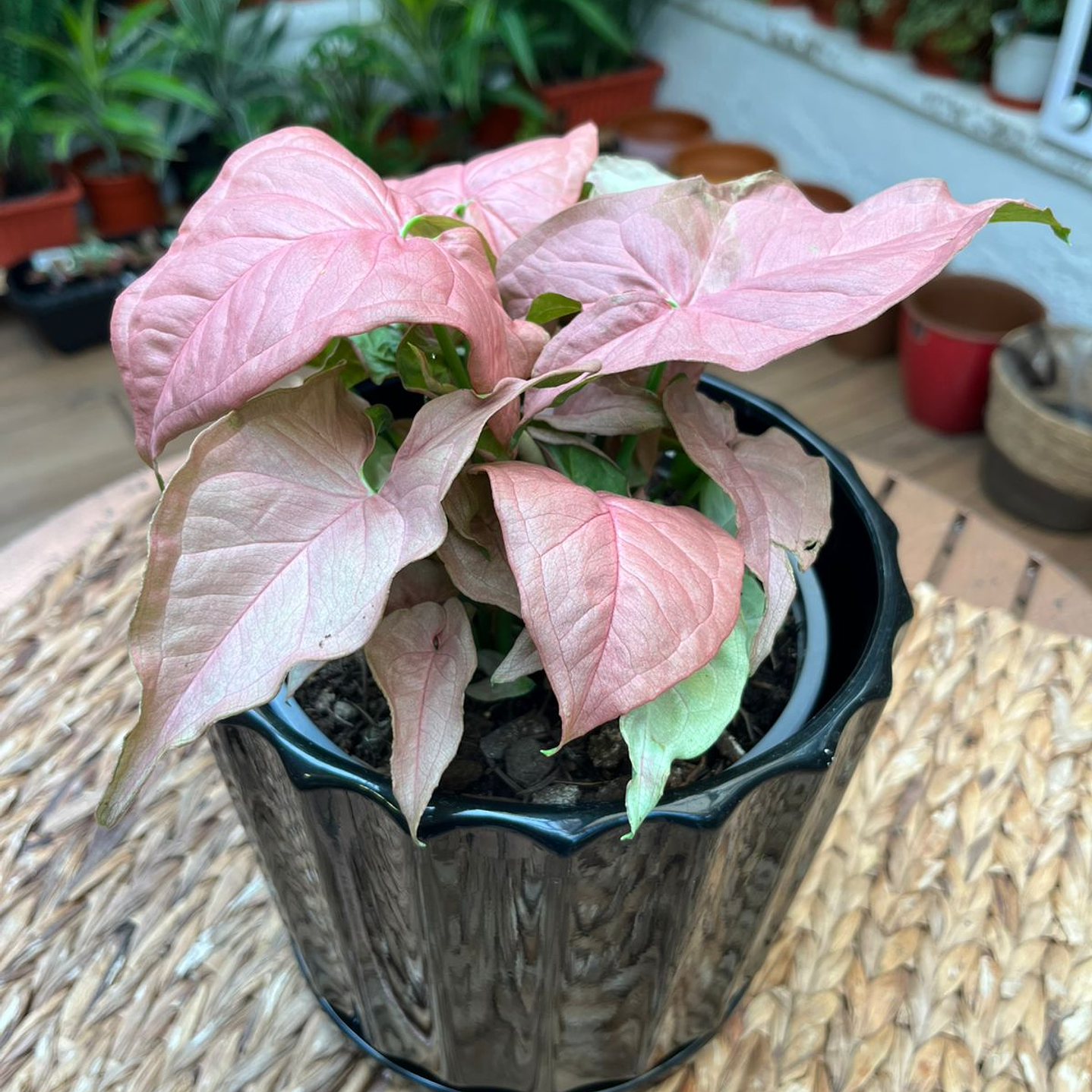 Plantas RV - Singonio Pink tamaño M  1