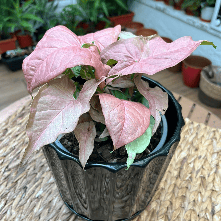 Plantas RV - Singonio Pink tamaño M  1