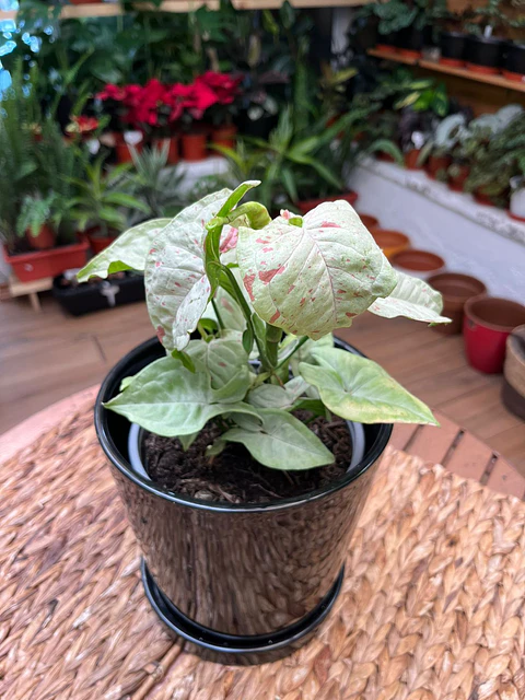 Plantas RV - Singonio Confetti tamaño M 