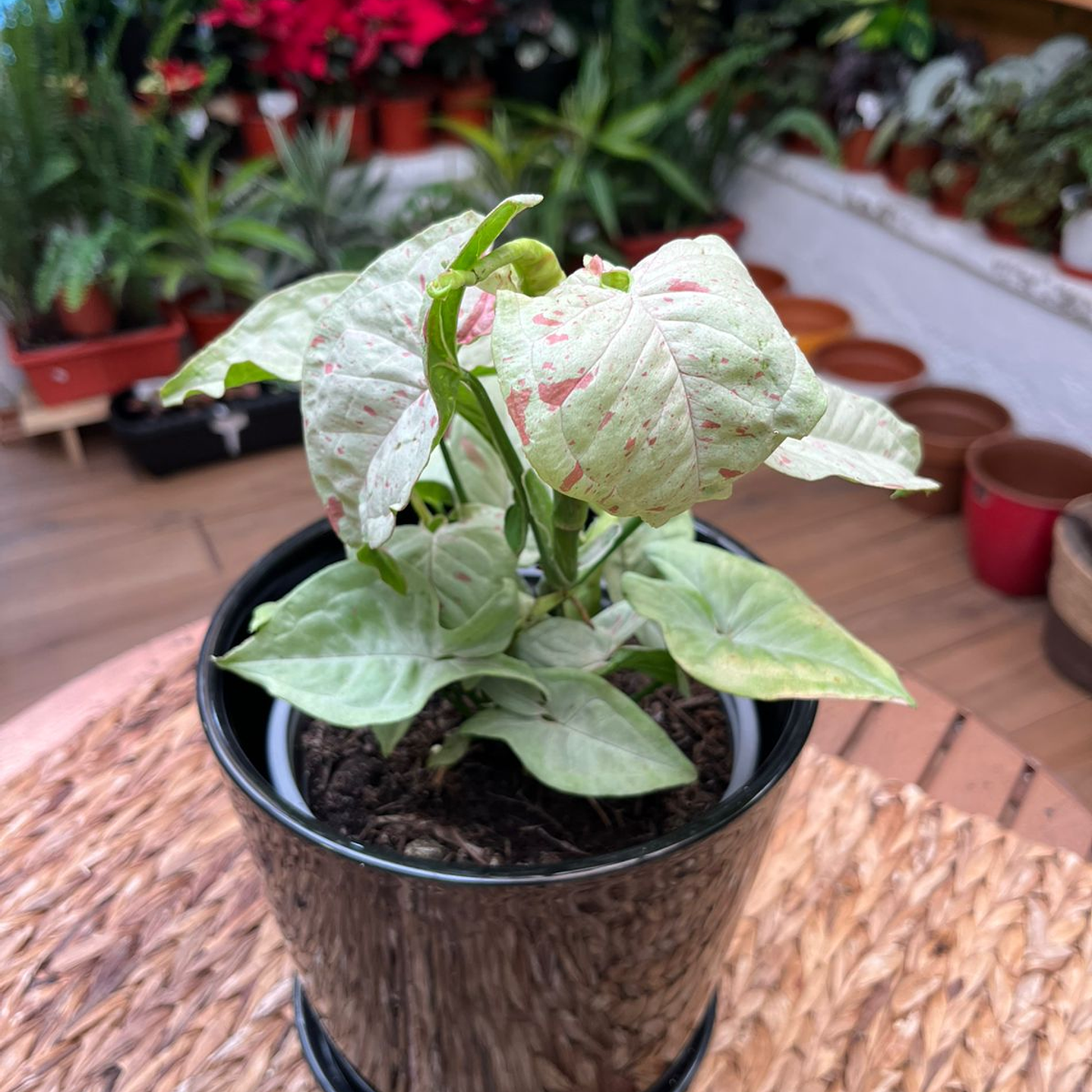 Plantas RV - Singonio Confetti tamaño M  1