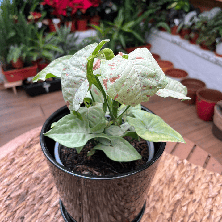 Plantas RV - Singonio Confetti tamaño M  1