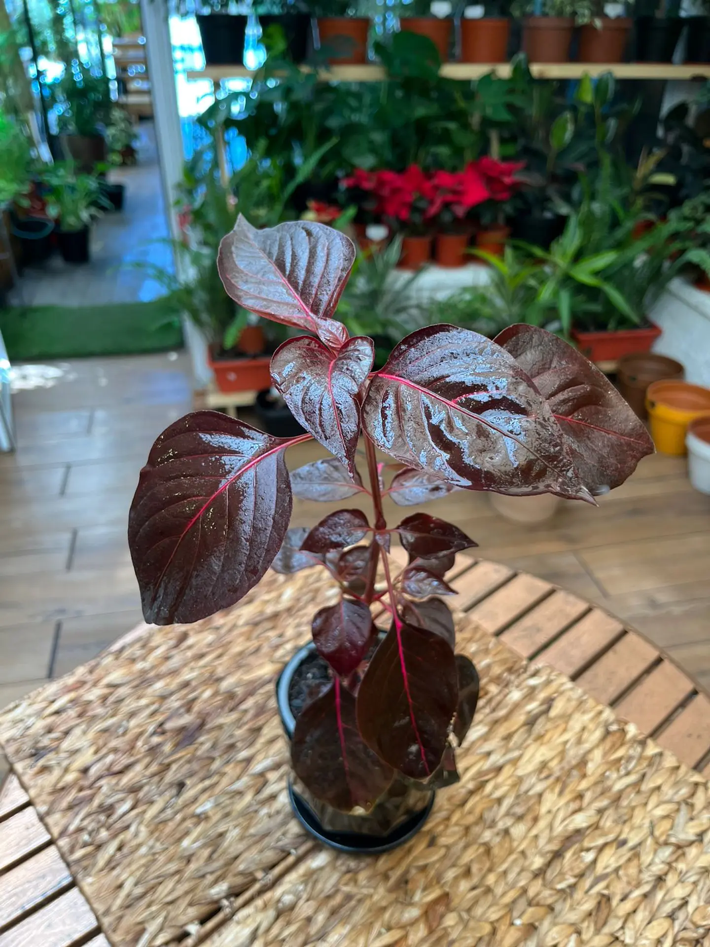 Plantas RV - Iresine  1