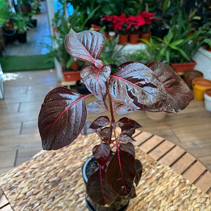 Plantas RV - Iresine tamaño S 