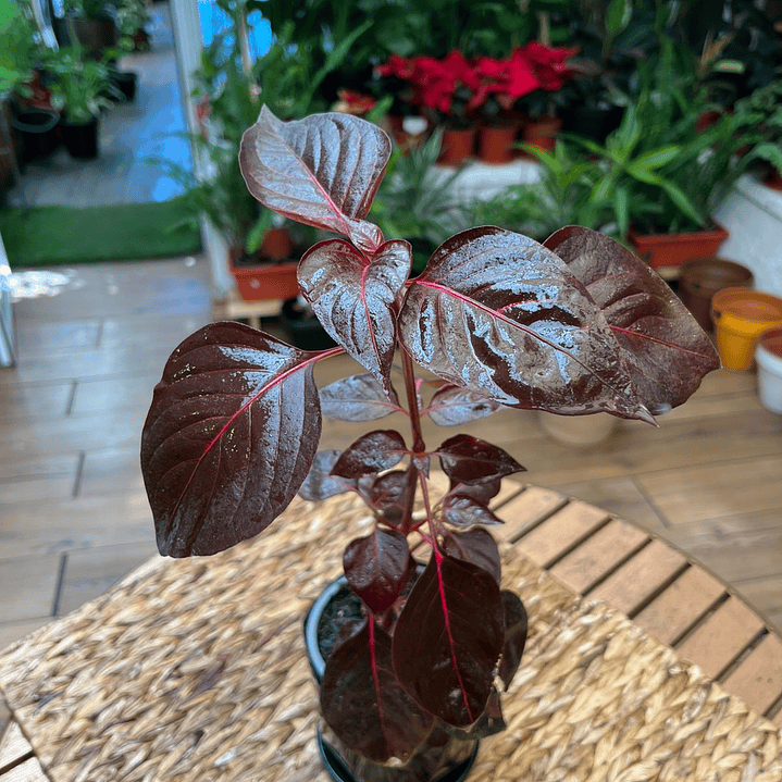 Plantas RV - Iresine tamaño S / Retiro en tienda  2