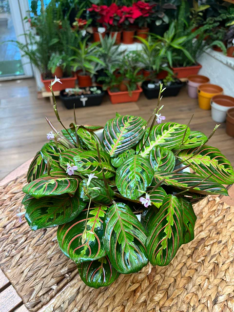 Plantas RV - Maranta Leuconeura tamaño L