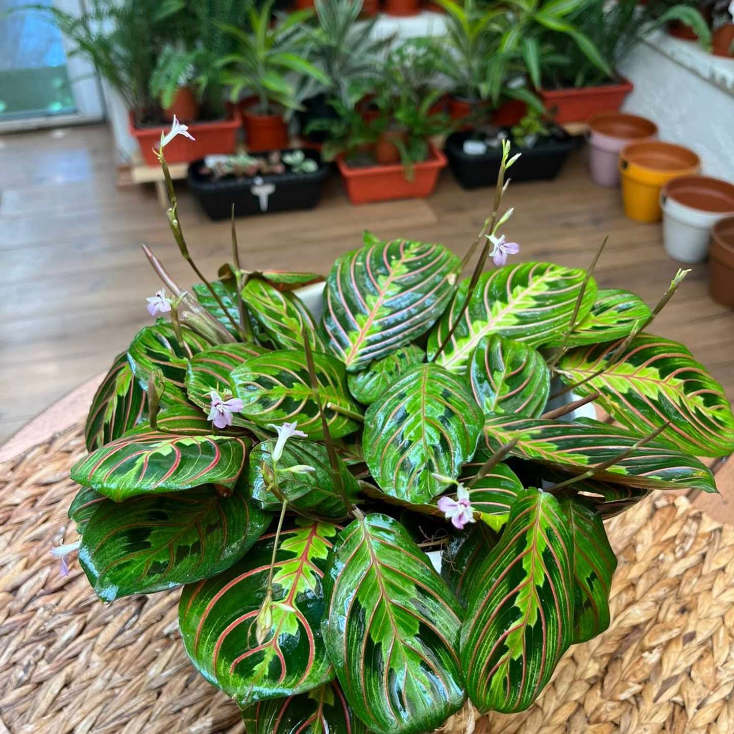 Plantas RV - Maranta Leuconeura tamaño M 1