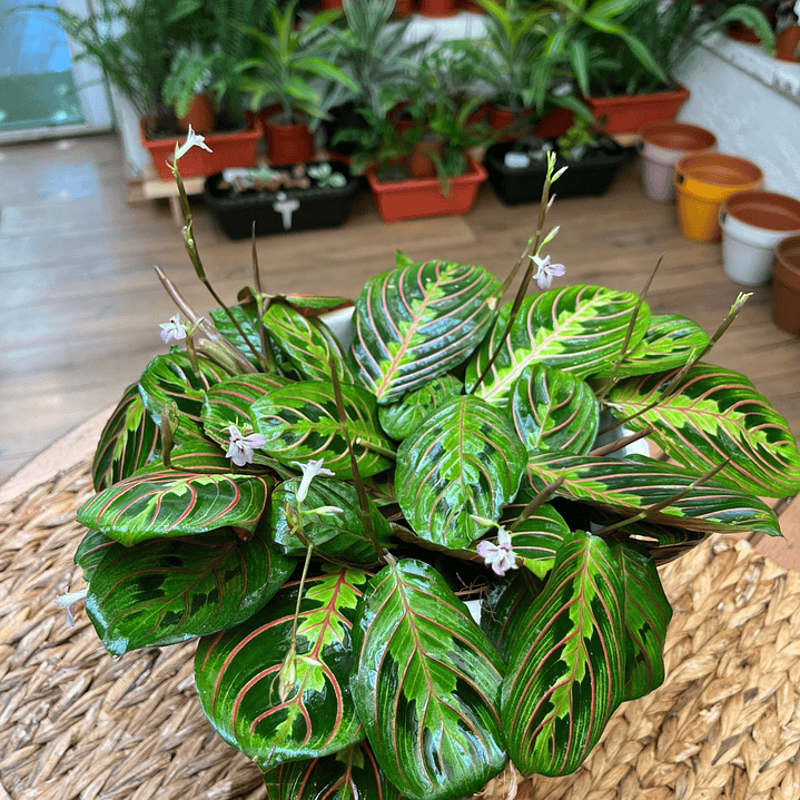 Plantas RV - Maranta Leuconeura tamaño M 1