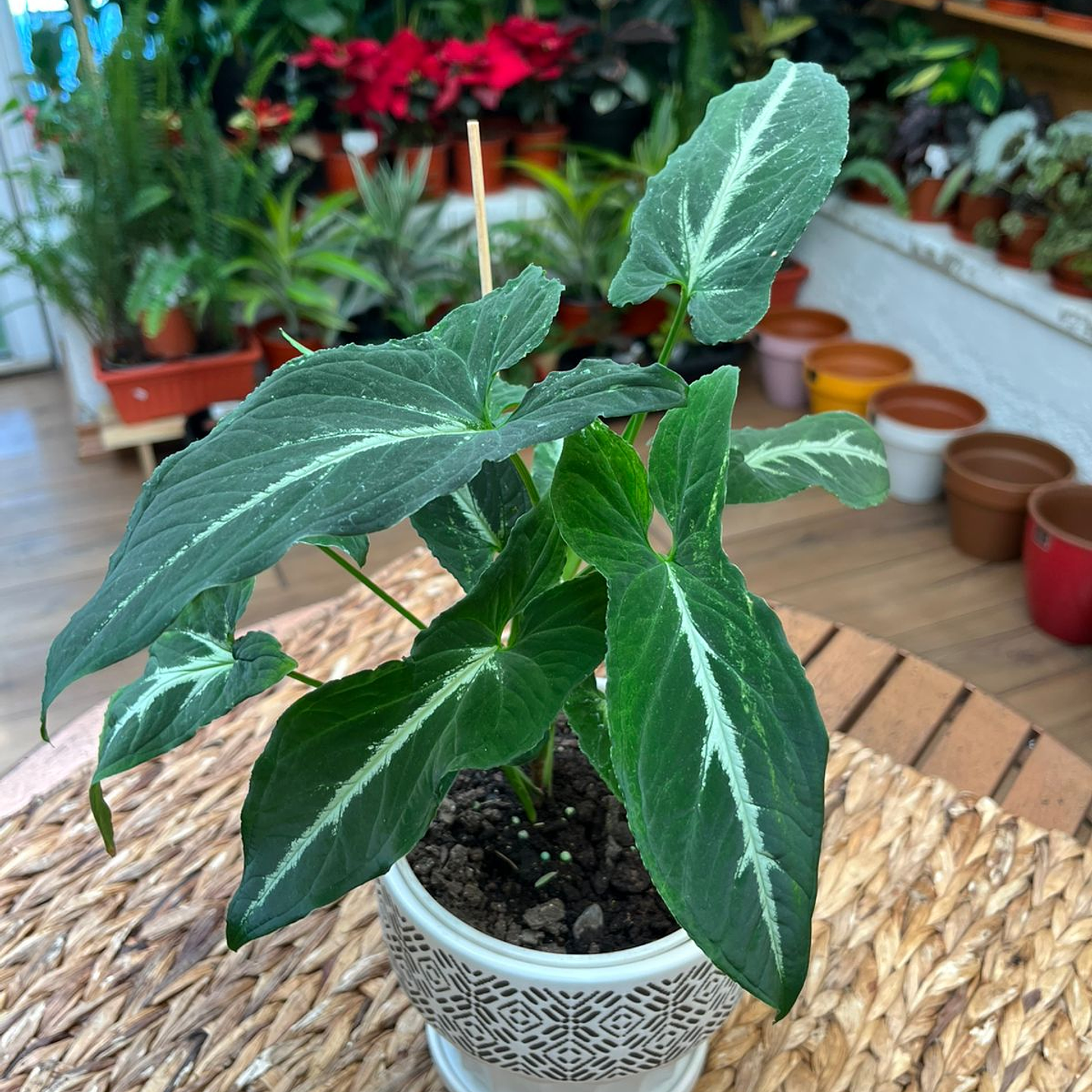 Plantas RV - Singonium wenlandia tamaño M  1