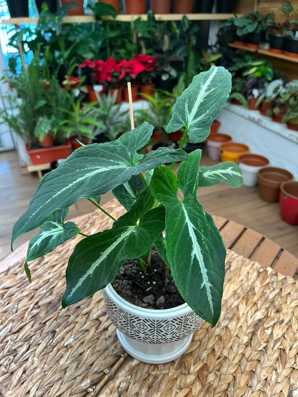 Plantas RV - Singonio Wendlandii tamaño M  1