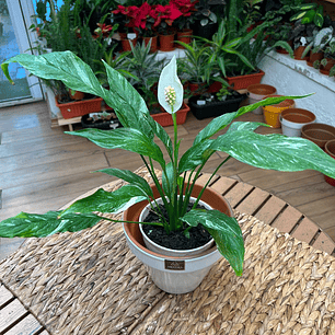 Plantas RV - Spatifilium Variegado tamaño M 