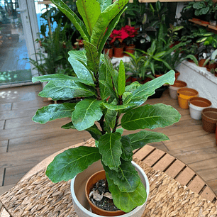 Plantas RV - Lyrata Square tamaño M 