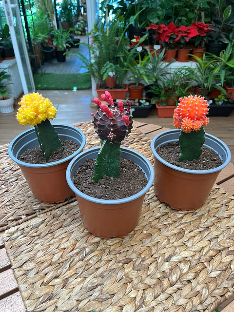 Plantas RV - Cactus Injerto tamaño M 