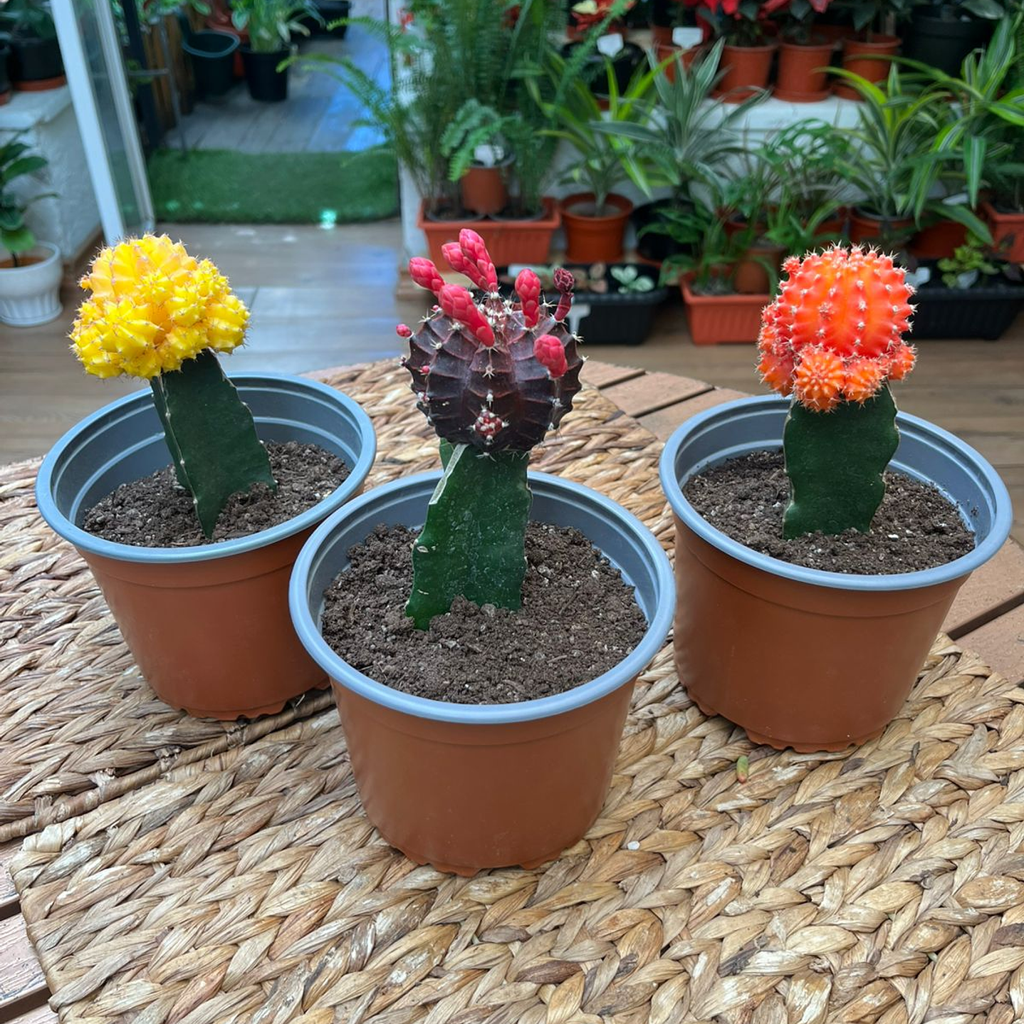 Plantas RV - Cactus Injerto tamaño M  1