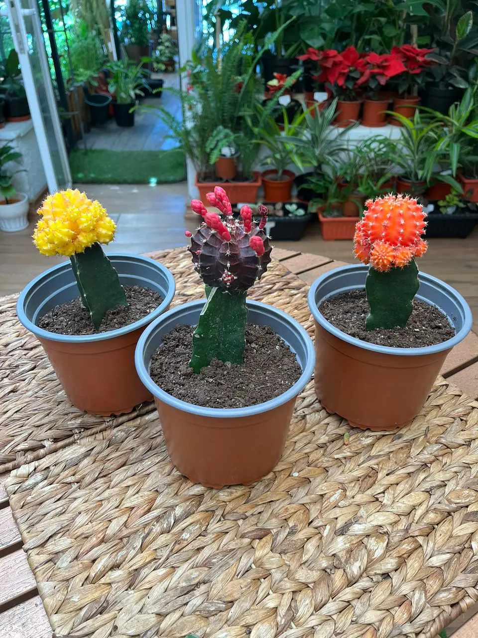 Plantas RV - Cactus Injerto tamaño M  1
