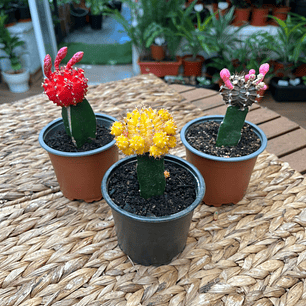 Plantas RV - Cactus Injerto tamaño M 