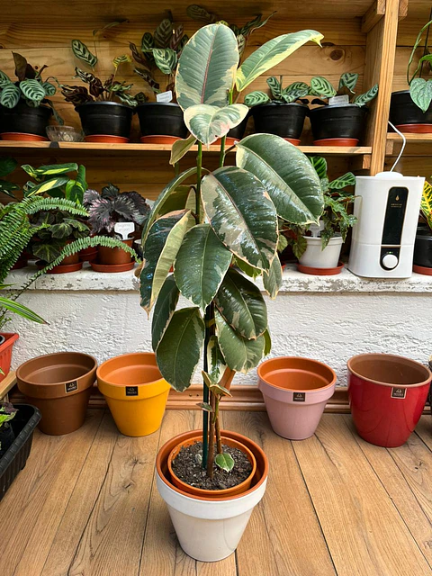 Plantas RV - Gomero Tineke tamaño L 