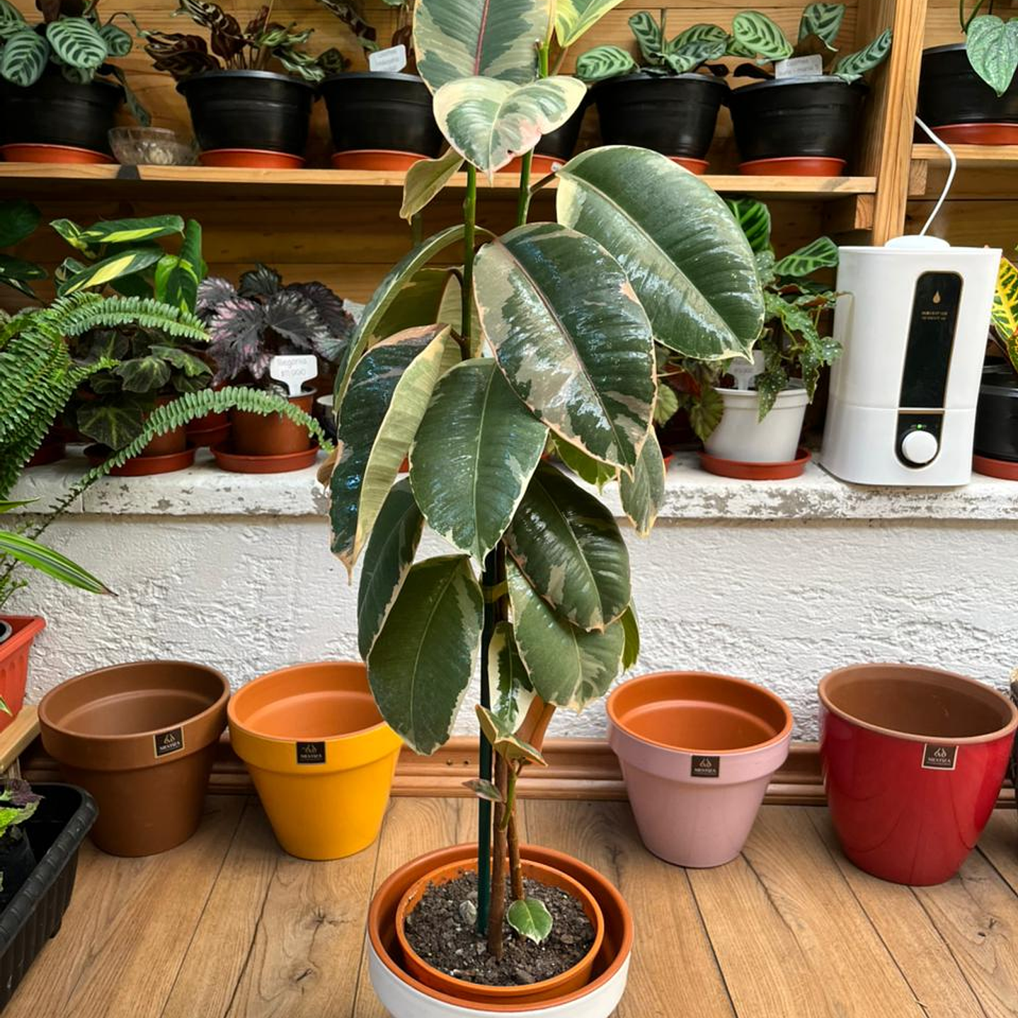 Plantas RV - Gomero Tineke tamaño L  1