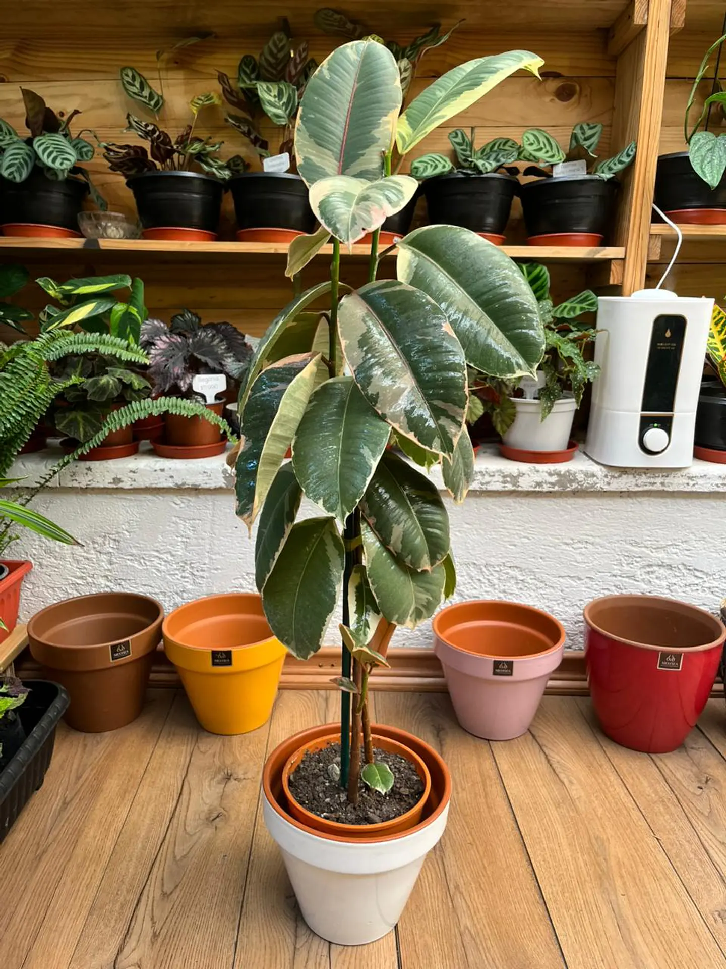 Plantas RV - Gomero Tineke tamaño L  1