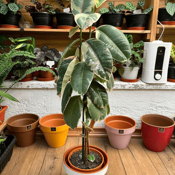 Plantas RV - Gomero Tineke tamaño L  1