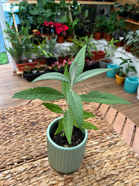Plantas RV - Matico tamaño S / Retiro en tienda