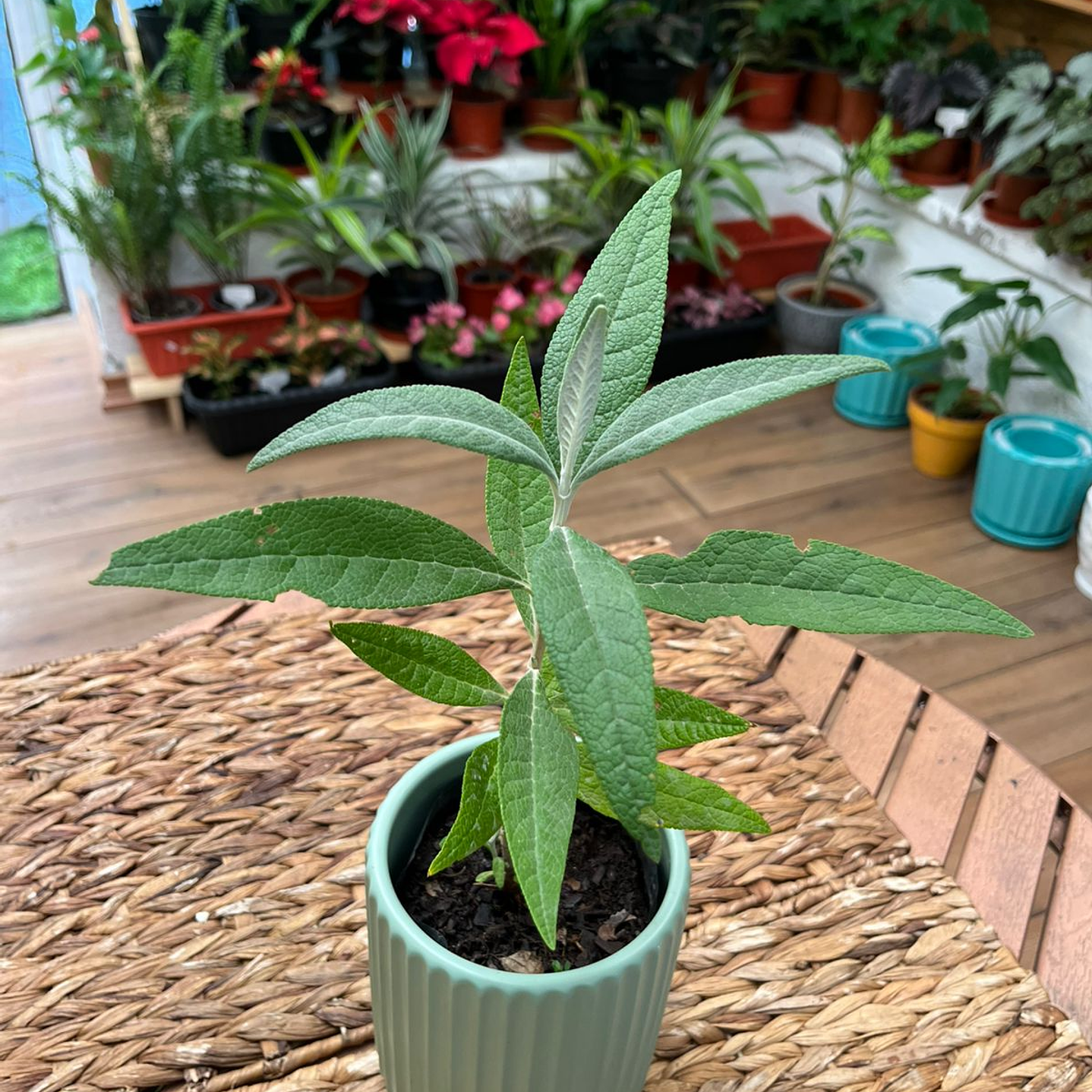 Plantas RV - Matico tamaño S / Retiro en tienda 1