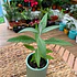 Plantas RV - Matico tamaño S / Retiro en tienda