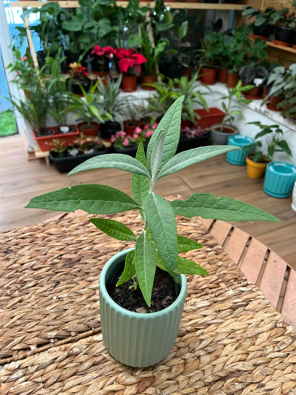 Plantas RV - Matico tamaño S / Retiro en tienda 1